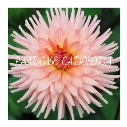 Георгина кактусовидная Преференс