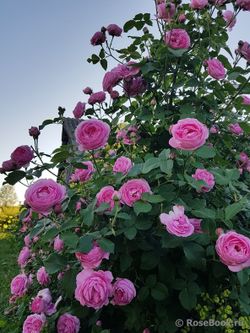 Луиз Одье (Louise Odier)