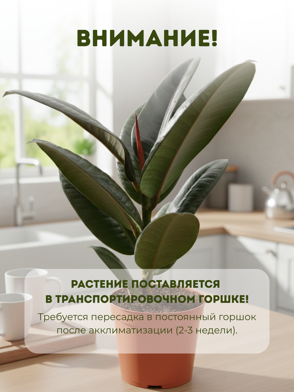 Фикус Flower Kong д.11