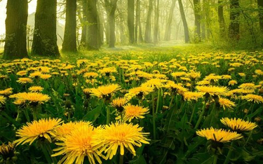 Растения-синоптики: как предсказать заморозки по приметам сада