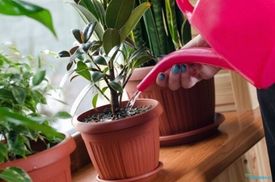 Посадка цветов и уход за ними