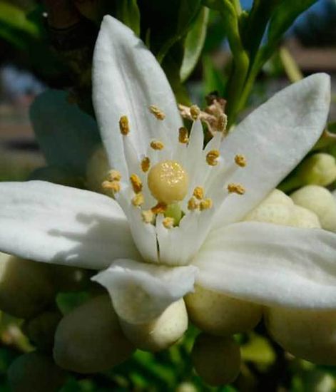 Ароматический диффузор Сочный апельсин, Bago home