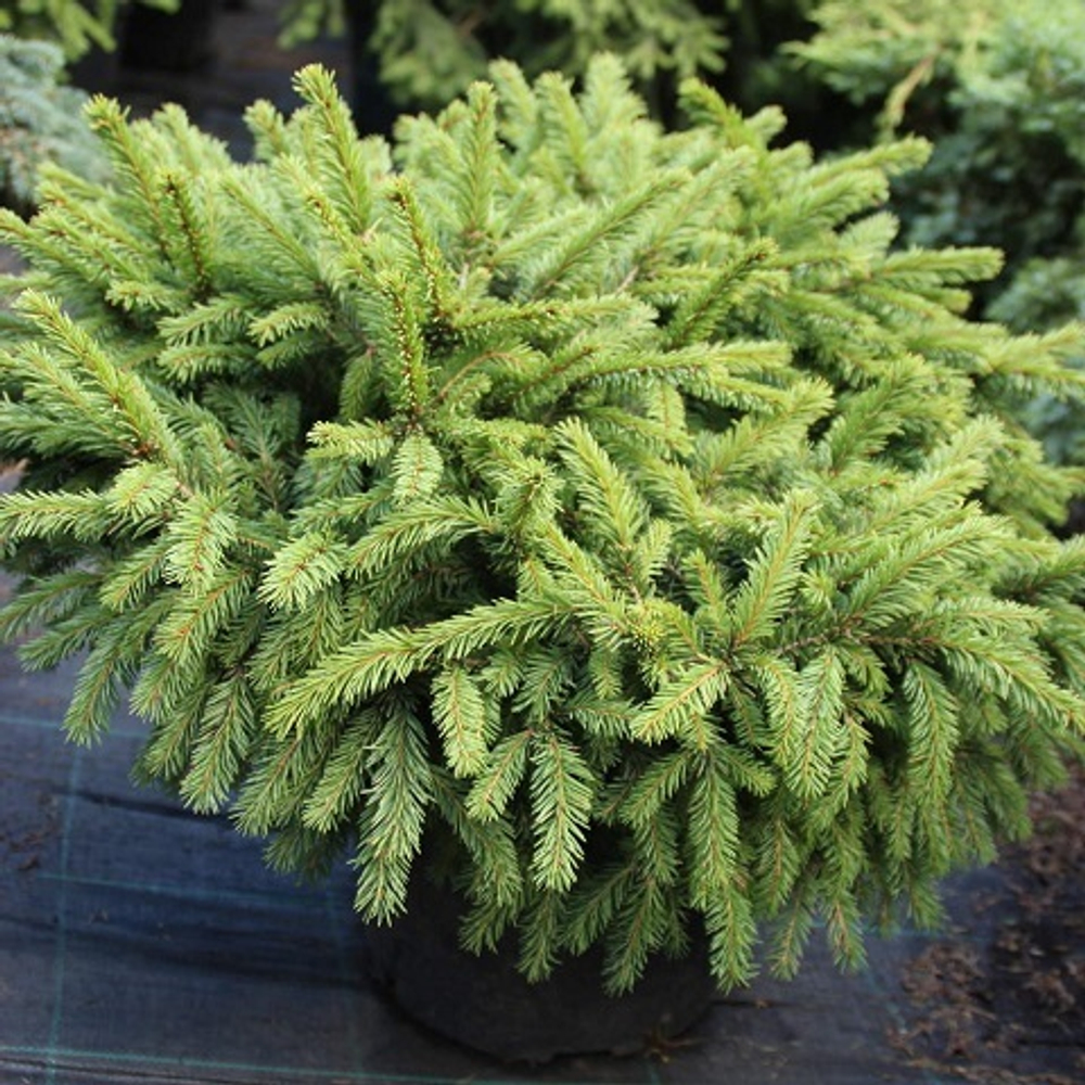 Ель обыкновенная Пумила Глаука