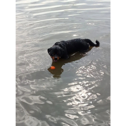 МЯЧ НА ВЕРЁВОЧКЕ НЕ ТОНУЩИЙ В ВОДЕ ForDogTrainers