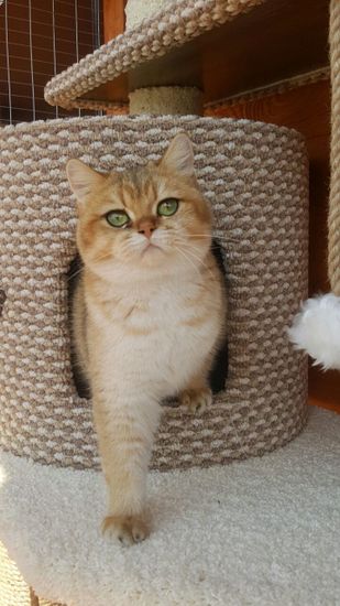 Игровой комплекс для кошек И - 82