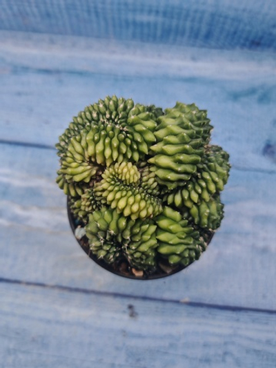 Gymnocalycium Spineless Crested form (Гимнокалициум Кристатный)