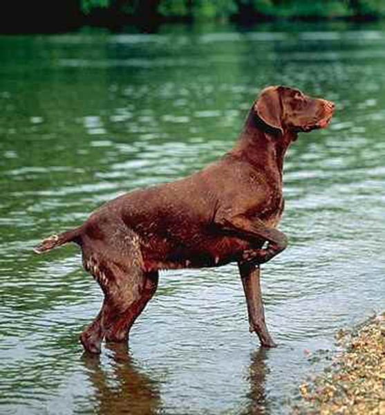 Немецкий курцхаар (немецкая короткошерстная легавая) Немецкий курцхаар (немецкая короткошерстная легавая)