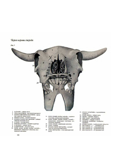 Атлас анатомии домашних животных. Том 1. Голова и шея | П. Попеско
