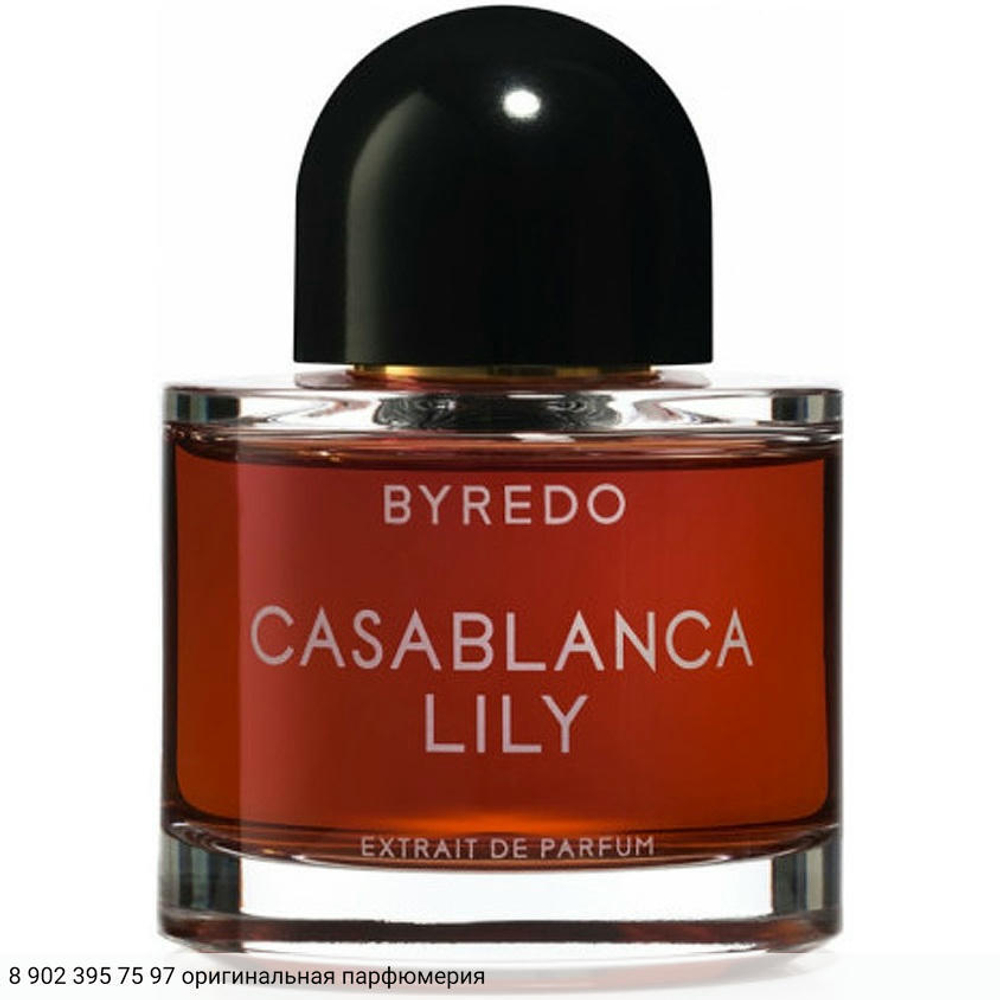 Casablanca Lily