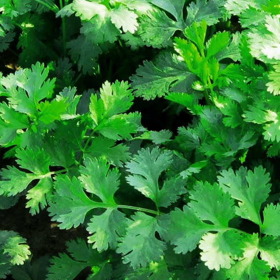 Семена для проращивания кориандра Дебют (Гавриш) – фото 3