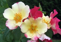 Солелуна (Soleeluna)