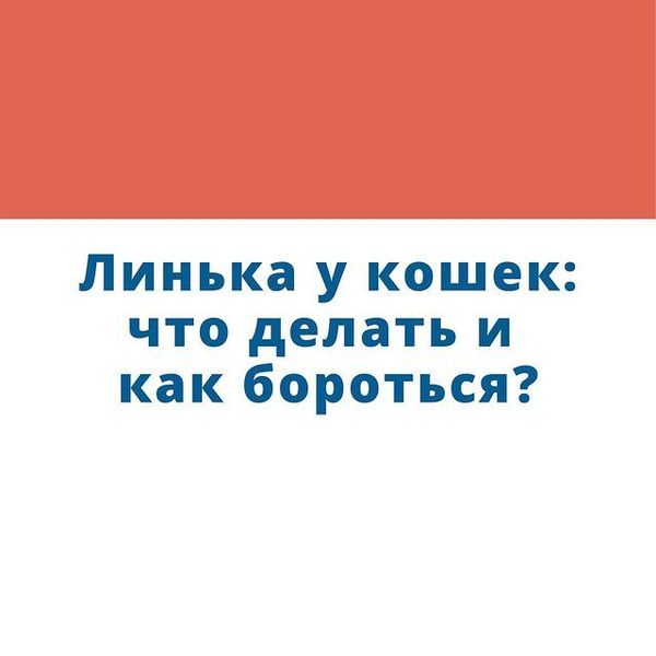 Что делать, когда у кошки началась линька?