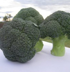 Куба F1 семена капусты брокколи (Clause / Клос)