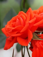 Роза миниатюрная Калибра Кордана