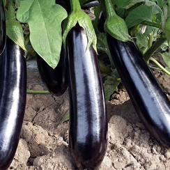 АНАМУР F1 семена баклажана (Rijk Zwaan | Alexagro)