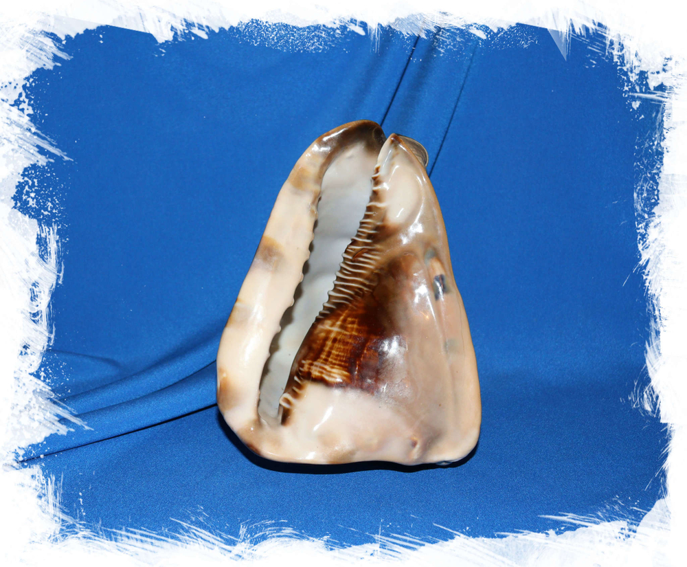 Раковина Королевский кассис, King Cassis, Caribbean Helmet