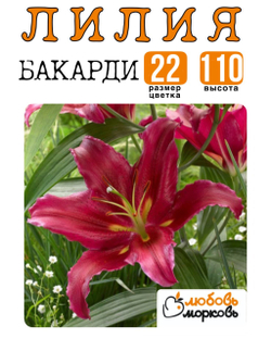Лилия Луковица, Бакарди, восточный гибрид, 1 шт