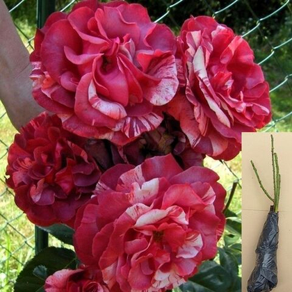 Роза Брауни плетистая морозостойкая саженец с ОКС.