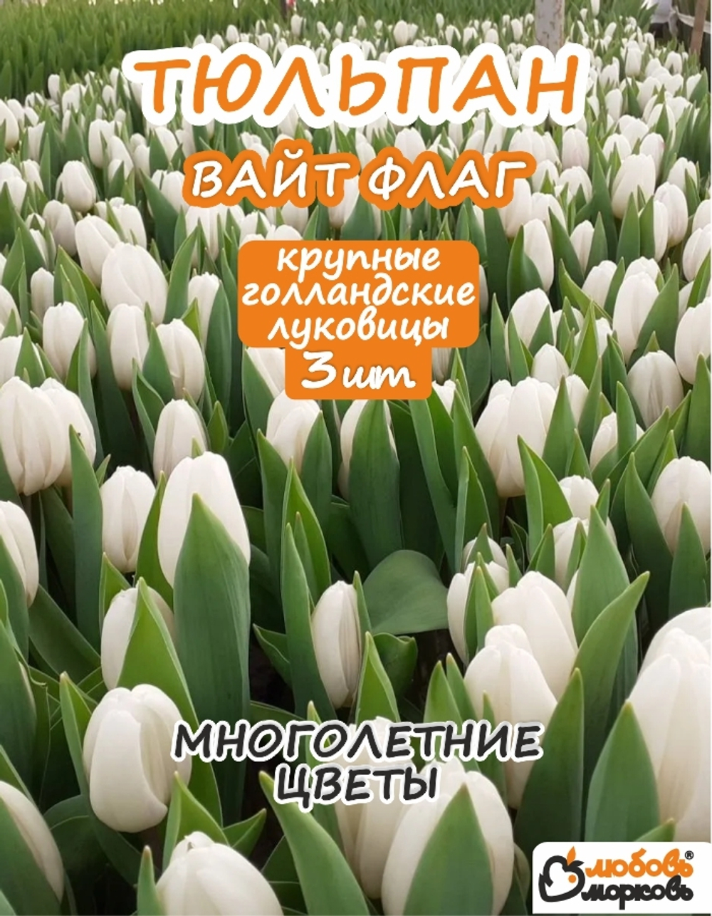 Тюльпан Луковица Вайт Флаг 3 шт крупные