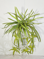 Искусственный Хлорофитум хохлатый
