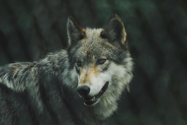 Как правильно охотиться на волка