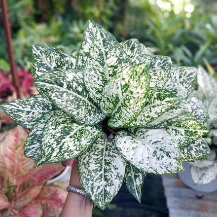 Аглаонема MORADOKLOK ROUND LEAF