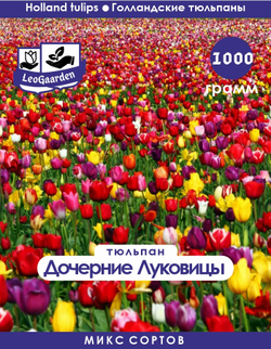 Тюльпан Луковица, дочерние, 1кг