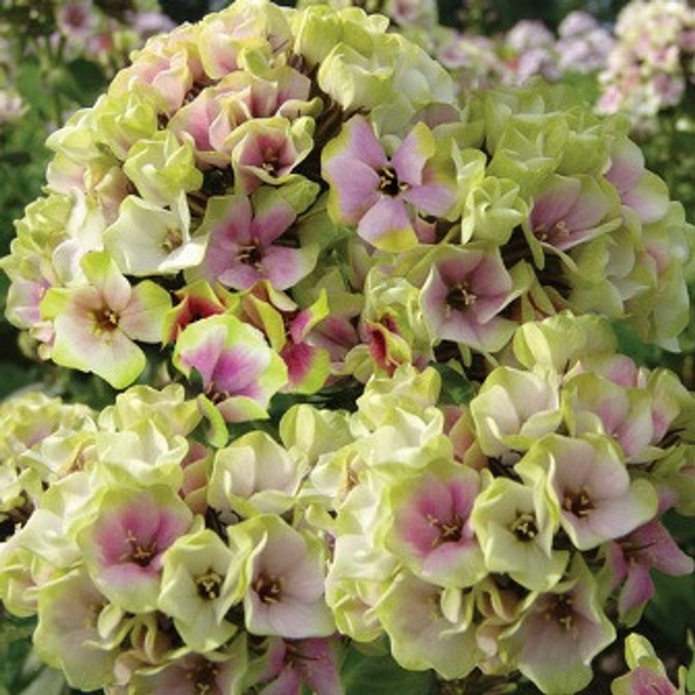 Флокс метельчатый Щербет Коктейл/Бленд (горшок 2л)