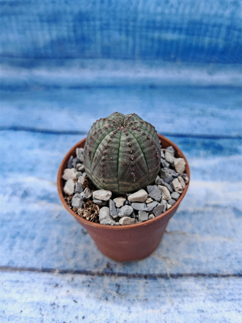 Euphorbia Obesa (Эуфорбия)