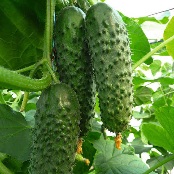 Аристан F1 семена огурца партенокарпического (Bejo / Бейо) продукт – фото 2