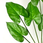 Филодендрон зеленый куст 70 см.