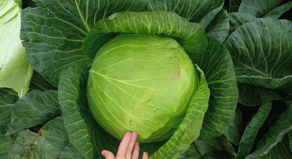 ВЕСТРИ F1 семена капусты белокочанной Seminis купить