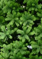 Большая елка «Русская императрица» ED (Литая хвоя) от 3 м до 8 м