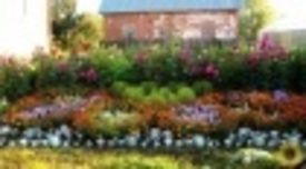 Многолетние цветы для дачи