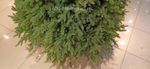 Ель искусственная «Берген» (Литая хвоя) от 1,5 м до 2.4 м