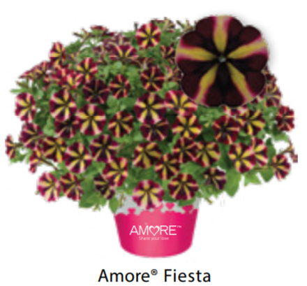 ЕВРО Петуния Amore Fiesta ОКС укорененные черенки В наличии