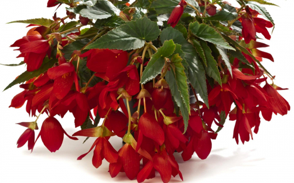 БЕГОНИЯ АМПЕЛЬНАЯ КРАСНАЯ 1 клубень