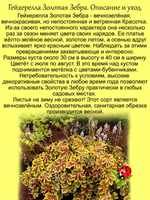 Гейхерелла Золотая Зебра