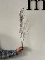 Гениста в фиолетовом оттенке