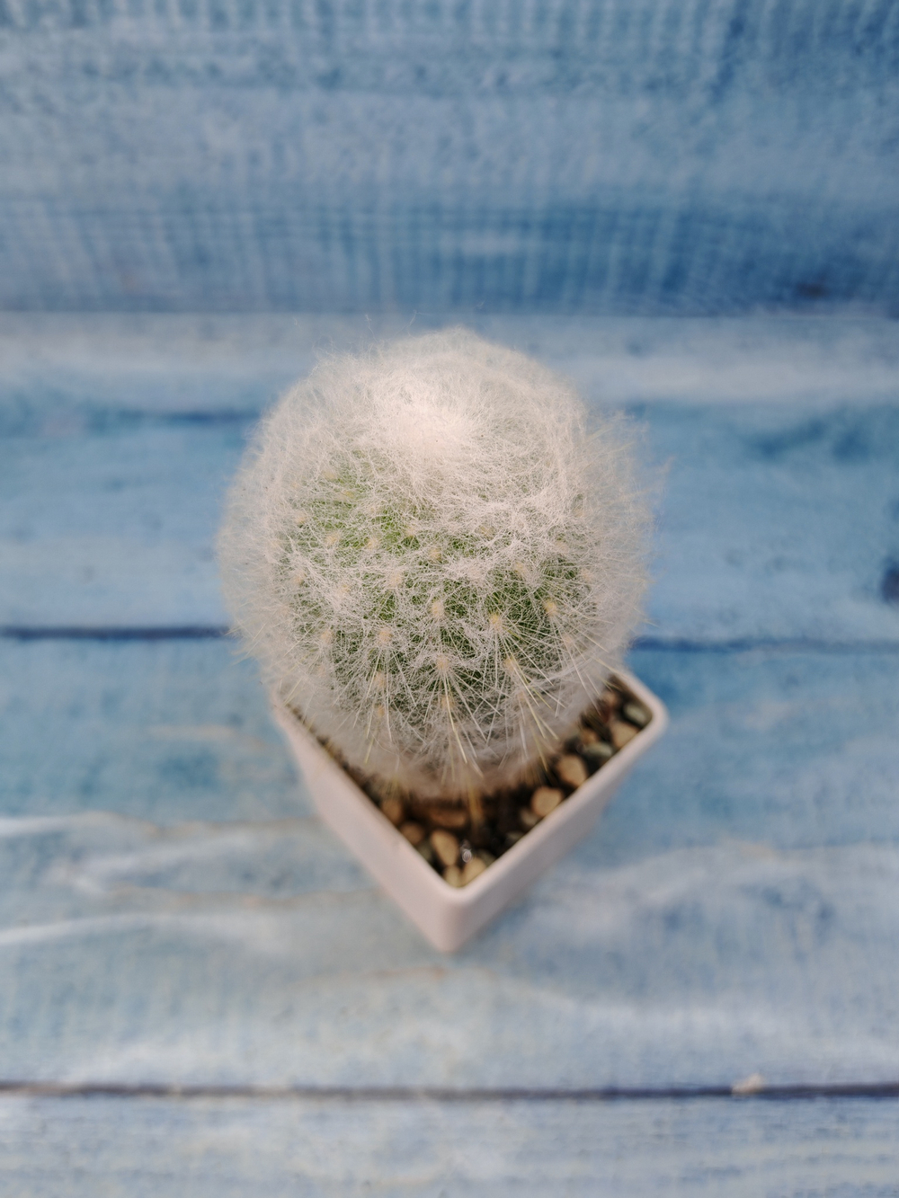 Espostoa Melanostele (Эспостоа)