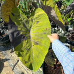 Колоказия BLACK NAPE