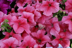 Петуния грандифлора Призм Стравберри Сандай (1000шт) Витагрин Профи