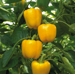 ЭРЛИ САНСЕЙШН F1 семена перца сладкого (Seminis | Alexagro)