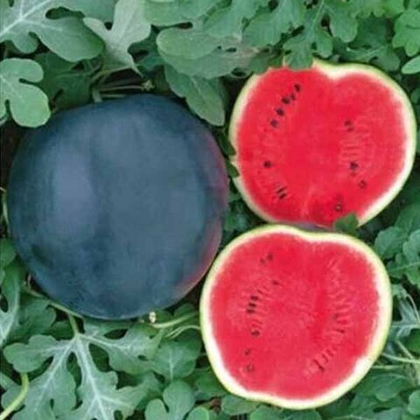 Арбуз Маниса 5шт. (чп)