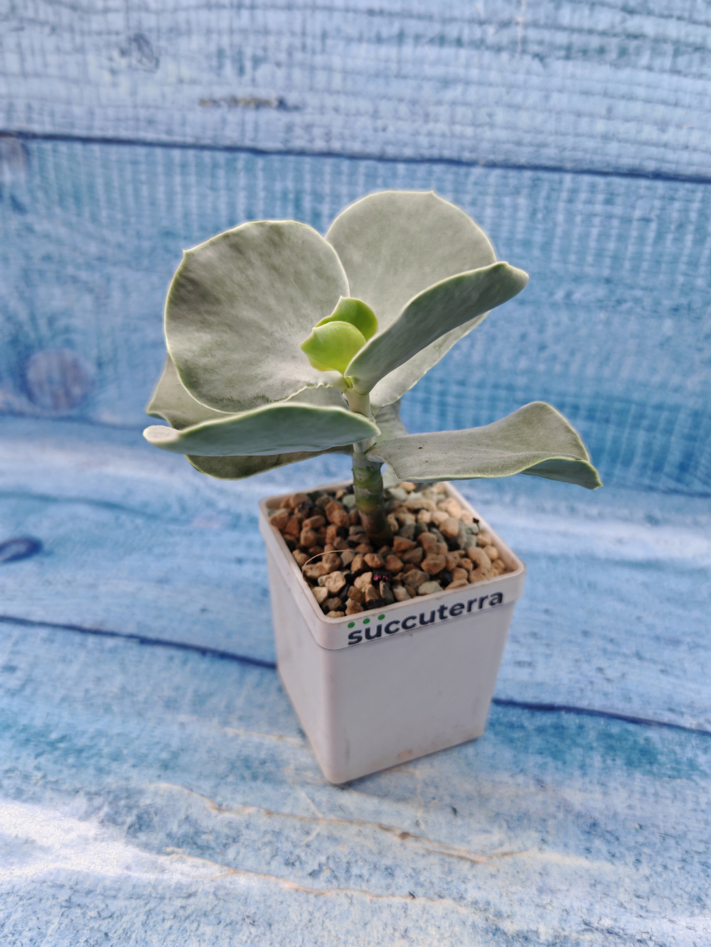 Cotyledon Orbiculata (Котиледон)