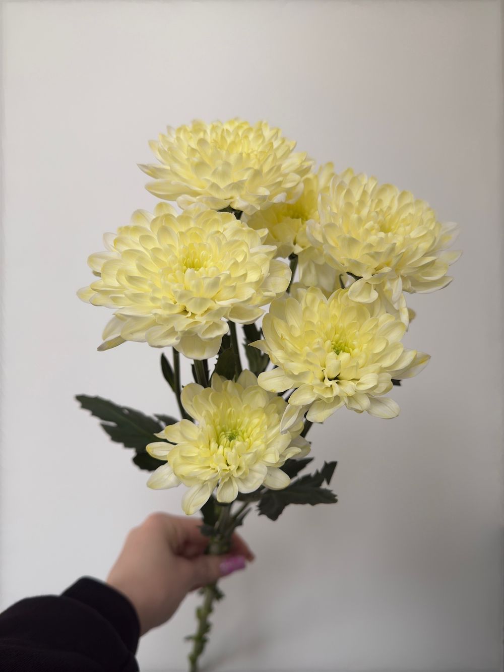 Хризантема в сливочном оттенке