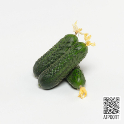 АТИК F1 семена огурца (Bejo | Alexagro)