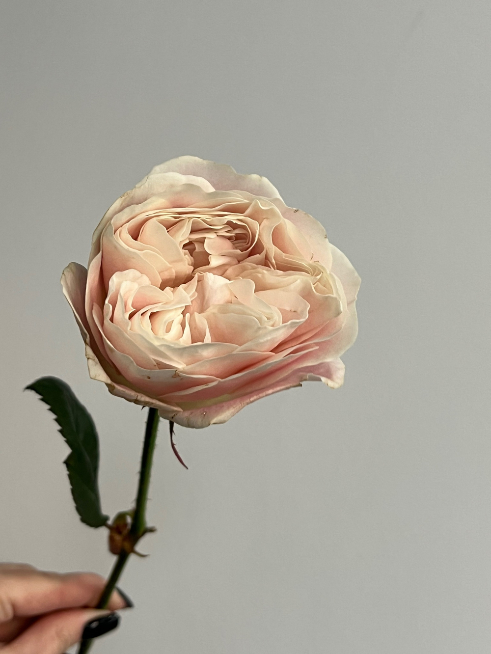 Роза нежная одноголовая