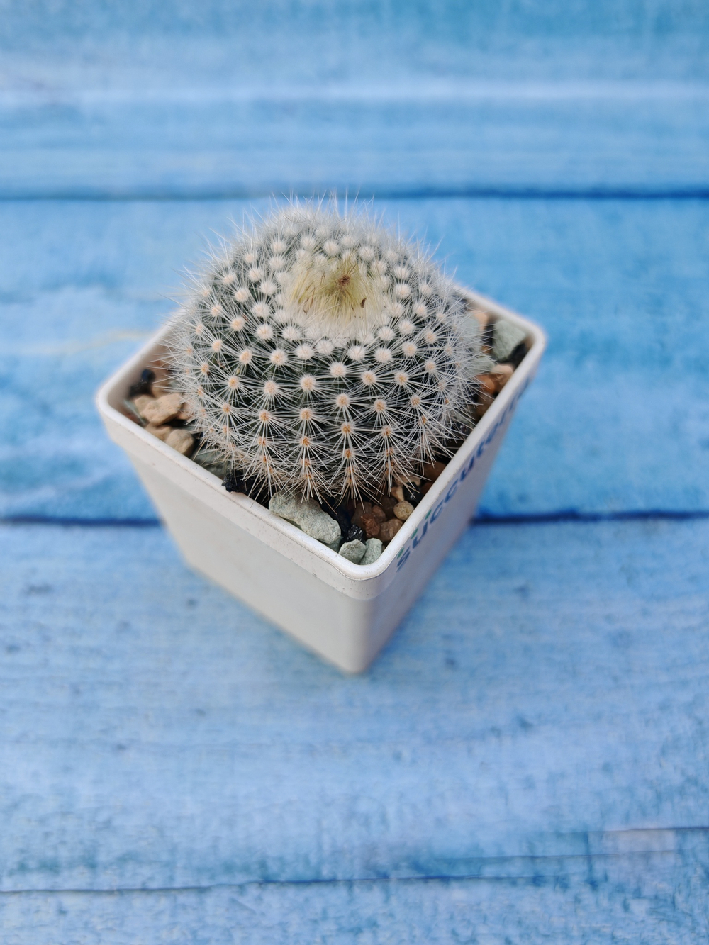 Notocactus Scopa (Нотокактус)