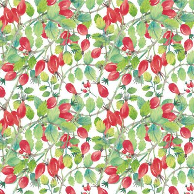 Ягоды и листья шиповника на белом фоне.